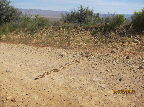 snake on road