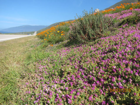 wildflowers