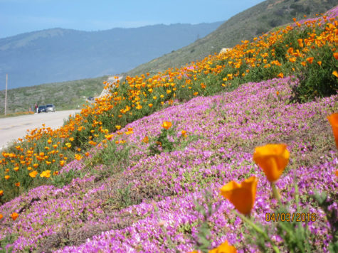 wildflowers