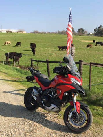 motorcycle and cows